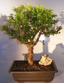 Baby Jade Bonsai Tree<br><i></i>(Portulacaria Afra)