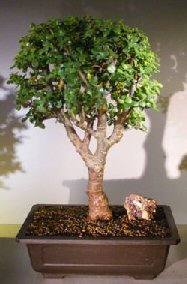 Baby Jade Bonsai Tree<br><i></i>(Portulacaria Afra)