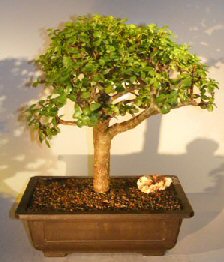 Baby Jade Bonsai Tree<br><i></i>(Portulacaria Afra)