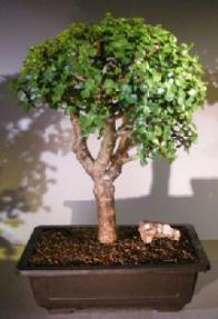 Baby Jade Bonsai Tree<br><i></i>(Portulacaria Afra)