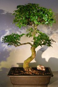 Flowering Ligustrum Bonsai Tree<br><i></i>Curved Trunk & Tiered Branching Style<br><i></i>(ligustrum lucidum)