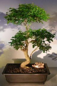 Flowering Ligustrum Bonsai Tree<br><i></i>Curved Trunk & Tiered Branching Style<br><i></i>(ligustrum lucidum)