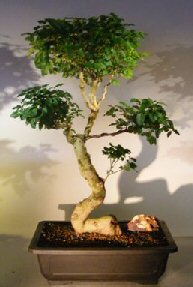 Flowering Ligustrum Bonsai Tree<br><i></i>Curved Trunk & Tiered Branching Style<br><i></i>(ligustrum lucidum)