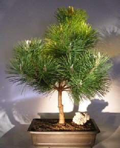 Japanese Black Pine Bonsai Tree<br><i>(pinus thunbergii 'thunderhead')</i>