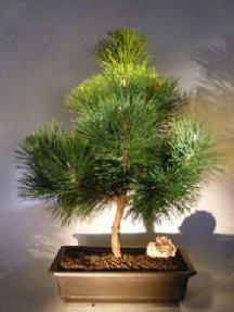 Japanese Black Pine Bonsai Tree<br><i>(pinus thunbergii 'thunderhead')</i>