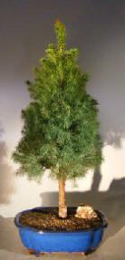 Dwarf Alberta Spruce Bonsai Tree<br><i>(Picea Glauca Conica)</i>