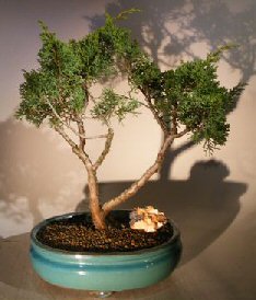 Shimpaku Juniper Bonsai Tree<br><i>(juniper chinensis)</i>