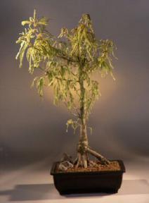 Bald Cypress Bonsai Tree<br><i>(taxodium distichum)</i>