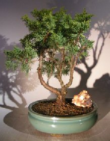 Shimpaku Juniper Bonsai Tree<br><i>(juniper chinensis)</i>