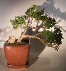 Shimpaku Juniper Bonsai Tree - Cascade<br><i>(juniper chinensis)</i>