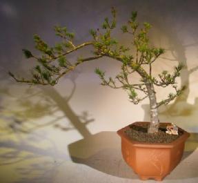 Japanese White Pine Bonsai Tree- Cascade Style<br><i>(pinus parvifolia 'adocks dwarf')</i>