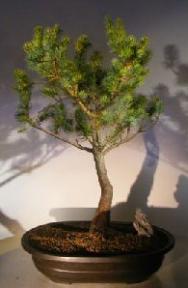 Colorado Blue Spruce Bonsai Tree<br><i>(picea pungens 'montgomery')</i>