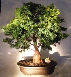 Dwarf Hinoki Cypress Bonsai Tree<br><i>(chamecyparis 