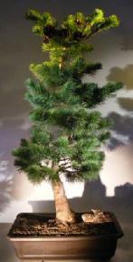 Japanese White Pine Bonsai Tree <br><i>(pinus parviflora 'fukuzumi')</i>