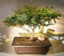 Japanese Hemlock Bonsai Tree<br><i>(Tsuga Sieboldii)</i>