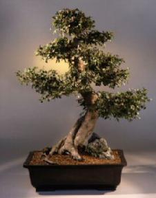 Chinese Elm Bonsai Tree<br><i>(ulmus parvifolia)</i>