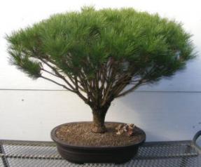 Japanese Red Pine Bonsai Tree<br><i>(pinus densi 'globosa')</i>