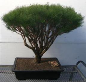 Japanese Red Pine Bonsai Tree<br><i>(pinus densi 'globosa')</i>