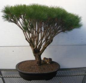 Japanese Red Pine Bonsai Tree<br><i>(pinus densi 'globosa')</i>