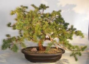 Jack Pine Bonsai Tree<br><i>(pinus banksiana 'schoodic')</i>