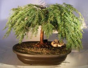 Dwarf Weeping Hemlock Bonsai Tree<br><i>(Tsuga canadensis 'coles prostmate')</i>