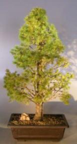 Dwarf Alberta Spruce Bonsai Tree<br><i>(picea glauca conica)</i>