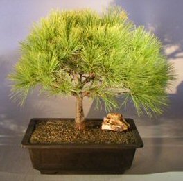 Eastern White Pine Bonsai Tree<br><i>(pinus strobus 'harfords dwarf')</i>
