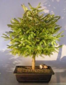 Serbian Spruce Bonsai Tree<br><i>(picea omorica)</i>