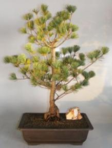 Japanese White Pine Bonsai Tree <br><i>(pinus parviflora 'aoi')</i>