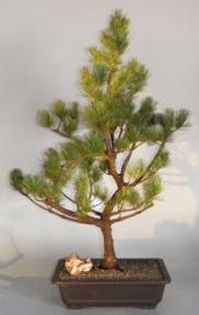 Arakawa Japanese White Bonsai Tree<br><i>(pinus parviflora 'arakawa')</i>