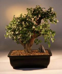 Sweet Plum Bonsai Tree<br><i>(sageretia theezans)</i>