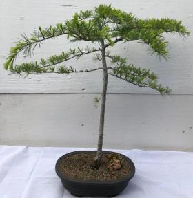 Deodar Cedar Bonsa Tree <br><i>(cedrus deodara)</i>