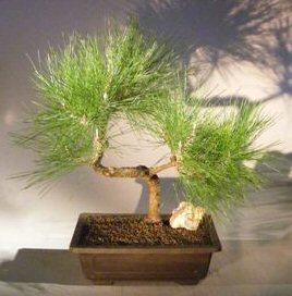 Japanese Black Pine Bonsai Tree<br>Curved Trunk Style<br><i>(pinus thunbergii 'thunderhead')</i>