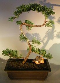 Juniper Bonsai Tree - Trained<br><i>(juniper procumbens nana)</i>