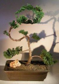 Juniper Bonsai Tree - Trained<br><i>(juniper procumbens nana)</i>