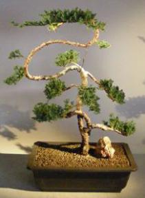 Juniper Bonsai Tree - Trained<br><i>(juniper procumbens nana)</i>