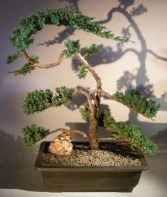 Juniper Bonsai Tree - Trained<br><i>(juniper procumbens nana)</i>