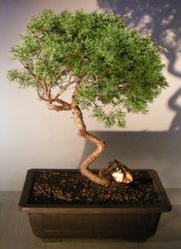 Shimpaku Juniper Bonsai Tree<br>Trained With Coiled Trunk<br><i>(juniper chinensis 'shimpaku')</i>