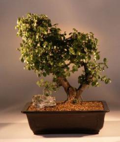 Sweet Plum Bonsai Tree<br><i>(sageretia theezans)</i>