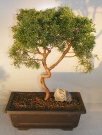 Shimpaku Juniper Bonsai Tree<br>Trained With Coiled Trunk<br><i>(juniper chinensis 'shimpaku')</i>