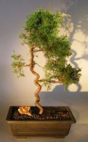 Shimpaku Juniper Bonsai Tree<br>Trained With Coiled Trunk<br><i>(juniper chinensis 'shimpaku')</i>