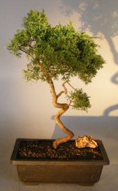 Shimpaku Juniper Bonsai Tree<br>Trained With Coiled Trunk<br><i>(juniper chinensis 'shimpaku')</i>