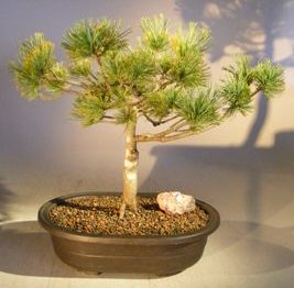 Japanese White Pine Bonsai Tree<br><i>(pinus parviflora)</i>