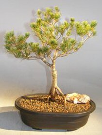 Japanese White Pine Bonsai Tree<br><i>(pinus parviflora)</i>