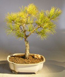 Japanese White Pine Bonsai Tree <br><i>(pinus parviflora)</i>