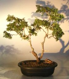 Twisted Hinoki Cypress Bonsai Tree<br><i>(chamaecyparis obtusa 'torulosa')</i>