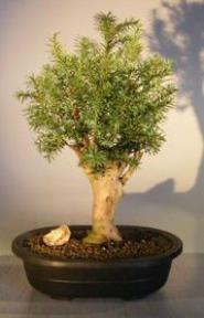 Hicks Yew Bonsai Tree<br><i>(Taxus x media 'Hicksii')</i>