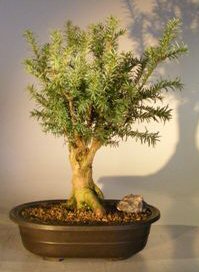 Hicks Yew Bonsai Tree<br><i>(Taxus x media 'Hicksii')</i>