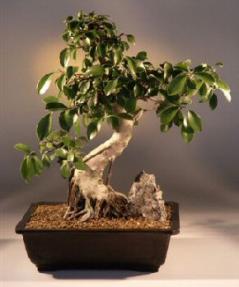 Taiwan Ficus Bonsai Tree<br><i>(ficus retusa)</i>