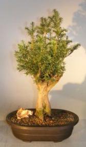 Hicks Yew Bonsai Tree<br><i>(Taxus x media 'Hicksii')</i>